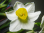 水仙花